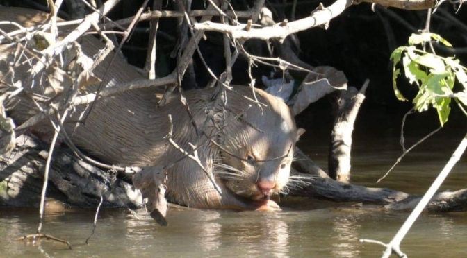 Lontra albina é registrada às margens do rio Aquidauana (MS) ❤🤠🌏